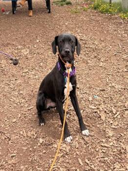 Labrador Retriever and Mixed Breed Dogs Available for Adoption in Leesburg, Virginia - PATRICK | PetCurious
