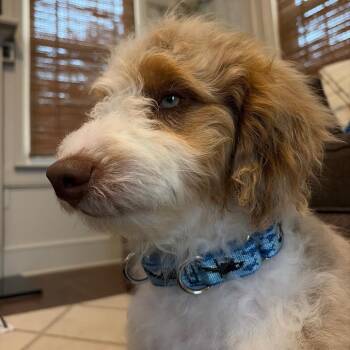 Ziggy -  Bernese Mountain Dog and Miniature Poodle Dog for Adoption in Sinking Spring, Pennsylvania - Ziggy | PetCurious
