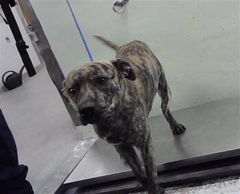 MICK -  Staffordshire Bull Terrier and Mixed Breed Dog for Adoption in Houston, Texas - MICK | PetCurious