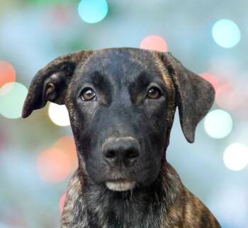 Mona -  Mixed Breed Dog for Adoption in Schaumburg, Illinois - Mona | PetCurious