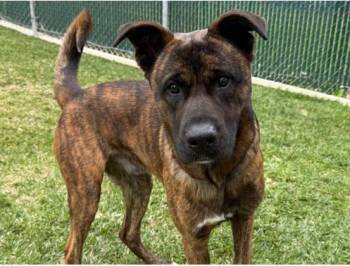 Rescue German Shepherd Dog Dogs for Adoption in San Clemente, California - TUCKER | PetCurious