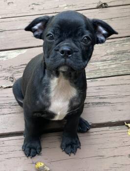 Murphy -  French Bulldog and Boston Terrier Dog for Adoption in Overland Park, Kansas - Murphy | PetCurious