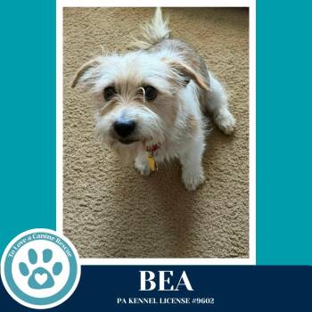 Terrier Dogs Available for Adoption in Kimberton, Pennsylvania - Bea (Mom To The Busy Bee