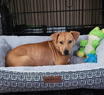 Rescue Labrador Retriever and Terrier Dogs for Adoption in Holly Springs, North Carolina - Tina | PetCurious