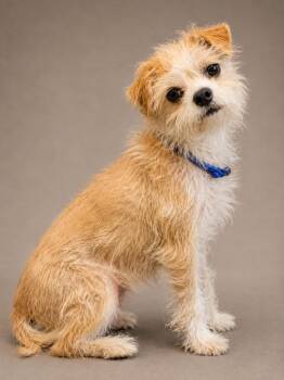 Terrier Dogs Available for Adoption in Crossville, Tennessee - Snitch | PetCurious