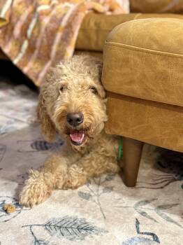Rescue Goldendoodle Dogs for Adoption in Tampa, Florida - Sandy | PetCurious