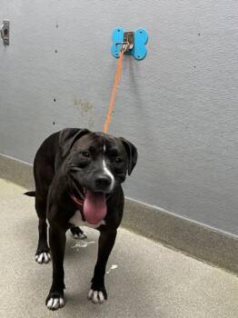 Rescue Pit Bull Terrier Dogs for Adoption in Las Vegas, Nevada - AURORA | PetCurious