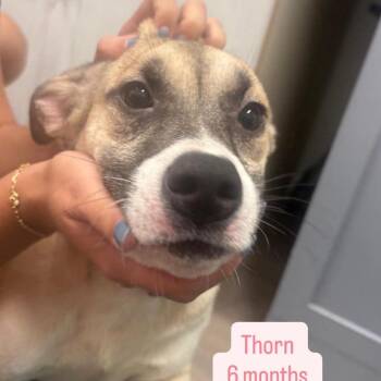 Thorne -  Shepherd and Hound Dog for Adoption in Tampa, Florida - Thorne | PetCurious