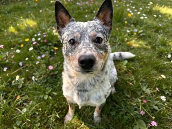 Azul -  Australian Cattle Dog Blue Heeler Dog for Adoption in Sebastian, Florida - Azul | PetCurious
