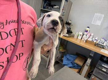 Labrador Retriever and Mixed Breed Dogs Available for Adoption - BIRCH | PetCurious