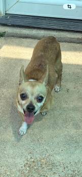 Sunny -  Chihuahua Dog for Adoption in St. Louis, Missouri - Sunny | PetCurious