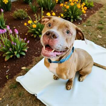 Rescue Staffordshire Bull Terrier Dogs for Adoption in Fort Worth, Texas - Hooch | PetCurious