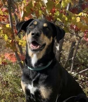 Major -  Labrador Retriever and Mixed Breed Dog for Adoption in Gwinn, Michigan - Major | PetCurious