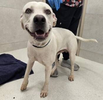 Titan -  Pit Bull Terrier and Mixed Breed Dog for Adoption in Honolulu, Hawaii - Titan | PetCurious