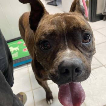 Larry -  Mixed Breed and Boxer Dog for Adoption in Savannah, Georgia - Larry | PetCurious