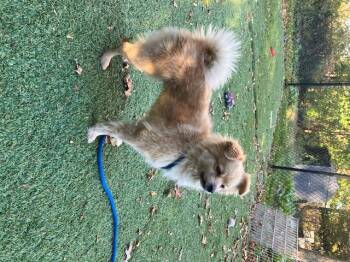 Rescue Pomeranian Dogs for Adoption in Huntington, New York - Jena | PetCurious