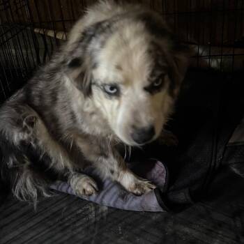 Kat -  Australian Shepherd Dog for Adoption in Anahuac, Texas - Kat | PetCurious