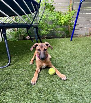 ANGIE -  Mixed Breed Dog for Adoption in Richmond, Virginia - ANGIE | PetCurious