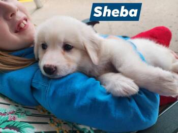 Great Pyrenees Dogs Available for Adoption in Marine City, Michigan - Sheba | PetCurious