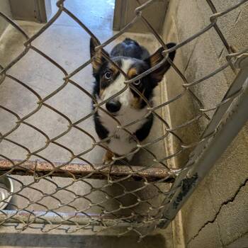 Riley -  Cardigan Welsh Corgi and Australian Shepherd Dog for Adoption in Hermiston, Oregon - Riley | PetCurious