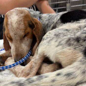 Speranza 29769 -  Bluetick Coonhound Dog for Adoption in Middleburg, Florida - Speranza 29769 | PetCurious