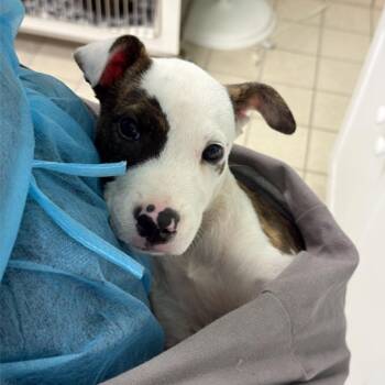 Stella -  Mixed Breed Dog for Adoption in Charleston, West Virginia - Stella | PetCurious