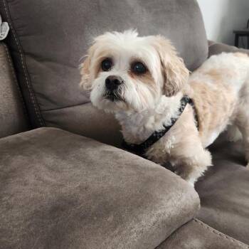 Shih Tzu and Cavalier King Charles Spaniel Dogs Available for Adoption in Tunkhannock, Pennsylvania - Molly | PetCurious