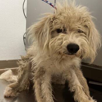 Shaggy -  Poodle and Mixed Breed Dog for Adoption in Tulsa, Oklahoma - Shaggy | PetCurious