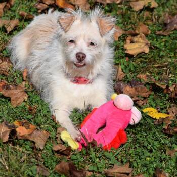 Caroline -  Mixed Breed Dog for Adoption in Edwards, Illinois - Caroline | PetCurious