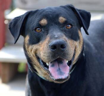 William (AO36816) -  Rottweiler Dog for Adoption in Kansas City, Kansas - William (AO36816) | PetCurious