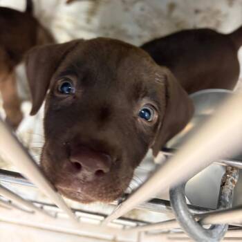 Bourbon -  Mixed Breed Dog for Adoption in Galveston, Texas - Bourbon | PetCurious