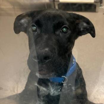 German Shepherd Dog Dogs Available for Adoption - Ozzy | PetCurious