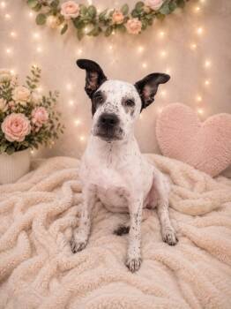 Eirene -  Terrier Dog for Adoption in Athens, Tennessee - Eirene | PetCurious