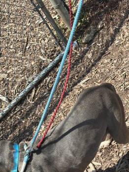 Tawas Bay -  Mixed Breed Dog for Adoption in Cincinnati, Ohio - Tawas Bay | PetCurious