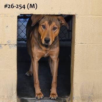 26-254 -  Hound Dog for Adoption in Ridgecrest, California - 26-254 | PetCurious