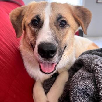 Mixed Breed Dogs Available for Adoption - Boe | PetCurious