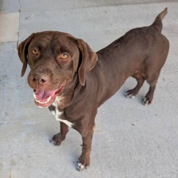 Po -  Mixed Breed Dog for Adoption in Emporia, Kansas - Po | PetCurious