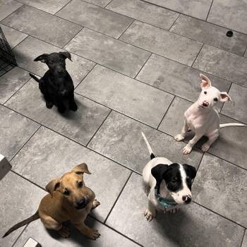 Luno -  Terrier Dog for Adoption in Mico, Texas - Luno | PetCurious