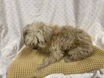 Shih Tzu Dogs Available for Adoption in Modesto, California - A610932 | PetCurious