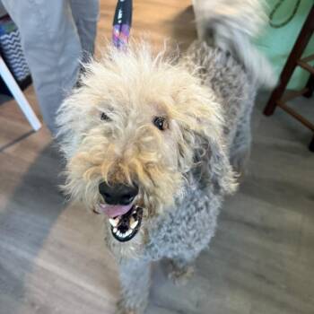 Standard Poodle Dogs Available for Adoption - Margret | PetCurious