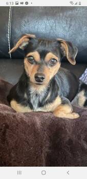 Rescue Manchester Terrier and Chihuahua Dogs for Adoption in Murphys, California - Fred | PetCurious