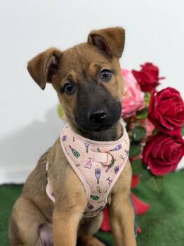 German Shepherd Dog and Belgian Shepherd Malinois Dogs Available for Adoption in Carlsbad, California - Demi Moore-One Of Our Amazing Rescue Dogs | PetCurious