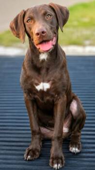 Julie Davis -  Labrador Retriever Dog for Adoption in El Dorado, Arkansas - Julie Davis | PetCurious