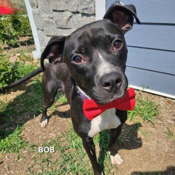 Bob -  Boxer and Mixed Breed Dog for Adoption in Madisonville, Tennessee - Bob | PetCurious