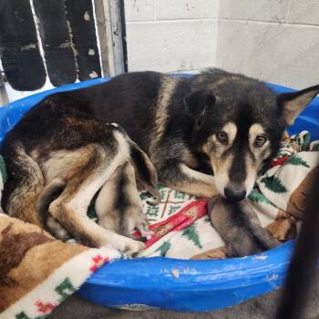 Shepherd and Husky Dogs Available for Adoption - Giselle | PetCurious
