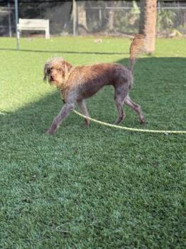 Bucky - 1 -  Terrier and Mixed Breed Dog for Adoption in Daytona Beach, Florida - Bucky - 1 | PetCurious