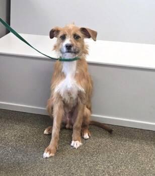 Bruno Doo -  Labradoodle and Boxer Dog for Adoption in Aurora, Indiana - Bruno Doo | PetCurious