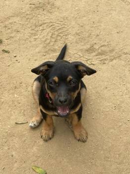 Zin -  Terrier Dog for Adoption in San Diego, California - Zin | PetCurious