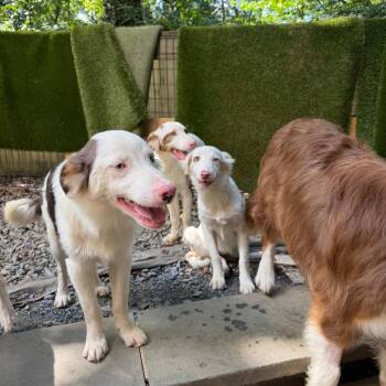 Trusty -  Australian Shepherd Dog for Adoption in West Chester, Pennsylvania - Trusty | PetCurious