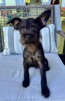Lennox -  Terrier and Mixed Breed Dog for Adoption in Los Angeles, California - Lennox | PetCurious